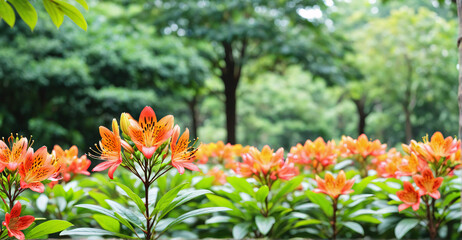 Beauty of Alstroemeria Blooms Enhanced by Gentle Garden Light
