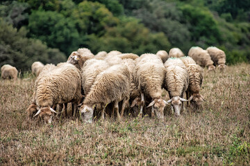 Obraz premium Troupeau de mouton