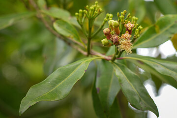 Clove flowers, aromatherapy clove flowers, clove food ingredients