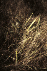Close-up of wild tall grass at night in Richmond Park, London, UK