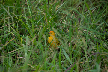 Sicalis flaveola saffrom finch latin american yellow little bird in the wild