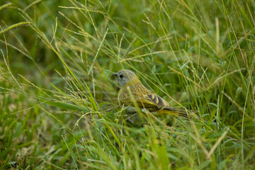 Sicalis flaveola saffrom finch latin american yellow little bird in the wild