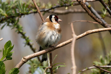 Chardonneret élégant,.Carduelis carduelis, European Goldfinch
