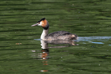 Grèbe huppé,.Podiceps cristatus, Great Crested Grebe