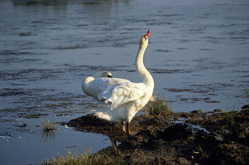 Obraz premium Cygne tuberculé,.Cygnus olor, Mute Swan