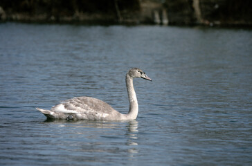 Cygne tuberculé,.Cygnus olor, Mute Swan