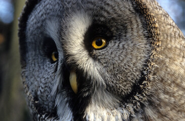 Obraz premium Chouette lapone,.Strix nebulosa, Great Grey Owl