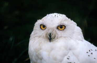 Harfang des neiges,.Bubo scandiacus, Snowy Owl