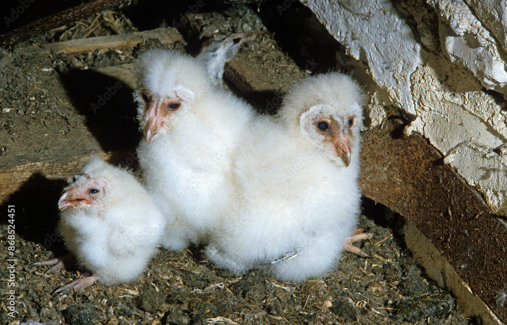 Canvas Prints Chouette effraie; Effraie des clochers; Tyto alba; Western Barn Owl; nid,