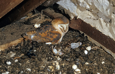 Chouette effraie; Effraie des clochers; Tyto alba; Western Barn Owl; nid,
