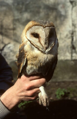 Chouette effraie; Effraie des clochers; Tyto alba; Western Barn Owl