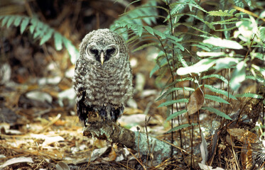 Chouette rayée,.Strix varia, Barred Owl