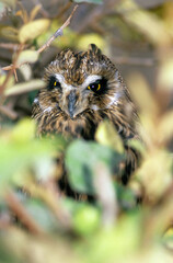 Hibou moyen duc,.Asio otus, Long eared Owl