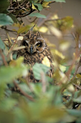 Hibou moyen duc,.Asio otus, Long eared Owl