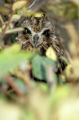 Hibou moyen duc,.Asio otus, Long eared Owl