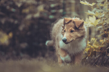 Portrait rough Collie Welpe  amerikanisch 9 Wochen alt outdoor Var. 42