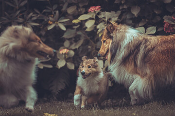 Portrait 3 rough Collies adult, Junghund und Welpe Var. 12