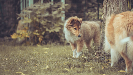 Portrait rough Collie Welpe  amerikanisch 9 Wochen alt outdoor Var. 34