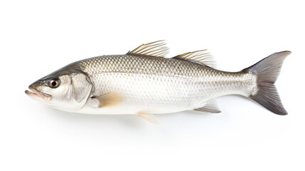Obraz premium Isolated on a white background, Australian Barramundi