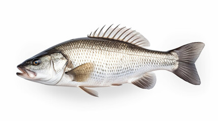 Fototapeta premium Isolated on a white background, Australian Barramundi