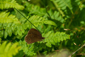 butterfly on green leaf