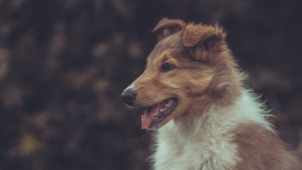 Portrait rough Collie Welpe  amerikanisch 9 Wochen alt outdoor Var. 55