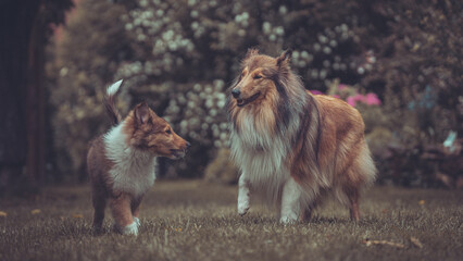 Portrait 2 rough Collies erwachsen und Welpe Var. 17 © Renee Heetfeld
