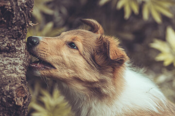 Portrait rough Collie Welpe  amerikanisch 9 Wochen alt outdoor Var. 52