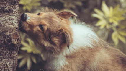 Portrait rough Collie Welpe amerikanisch 9 Wochen alt outdoor Var. 50