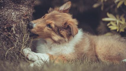 Portrait rough Collie Welpe  amerikanisch 9 Wochen alt outdoor Var. 47