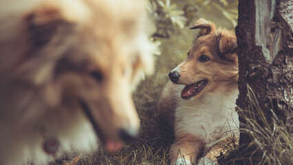 2 rough Collies britisch und amerikanisch sable Welpe und Junghund spielen zusammen Var. 29