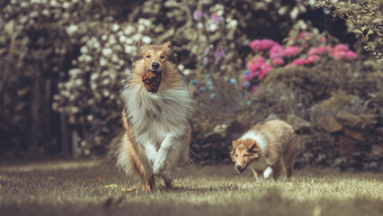 Portrait 2 rough Collies erwachsen und Welpe Var. 14 © Renee Heetfeld