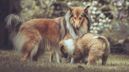 Portrait 2 rough Collies erwachsen und Welpe Var. 13 © Renee Heetfeld