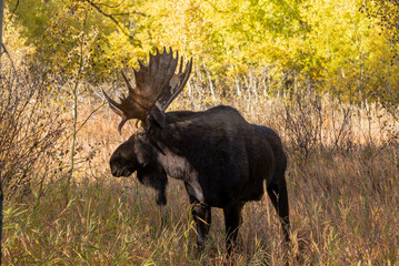 Bull Moose in the rut in Autumn in Wyoming