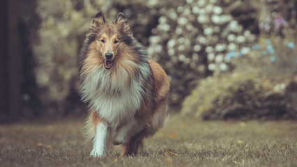 Portrait rough Collie sable outdoor Var. 7