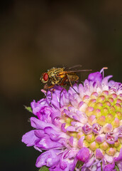 fly on flower
