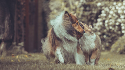 Portrait 2 rough Collies erwachsen und Welpe Var. 11