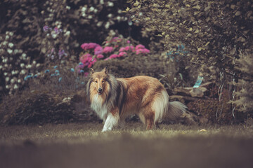 Portrait rough Collie sable outdoor Var. 3