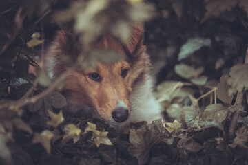 Portrait rough Collie Welpe  amerikanisch 9 Wochen alt outdoor Var. 30