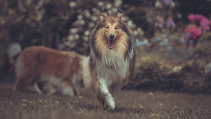 2 rough Collies 
