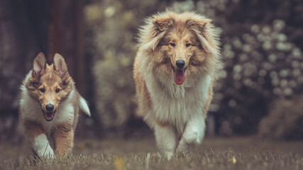2 rough Collies britisch und amerikanisch sable Welpe und Junghund spielen zusammen Var. 28