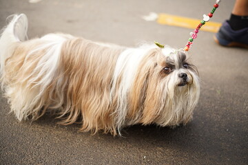 person walking with Lhasa Apso dog