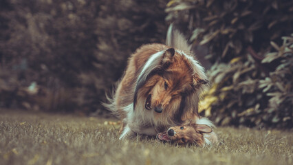 Portrait 2 rough Collies erwachsen und Welpe Var. 8