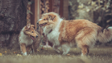 2 rough Collies britisch und amerikanisch sable Welpe und Junghund spielen zusammen Var. 25