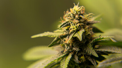 Marijuana Flower and leaves Pistachio strain