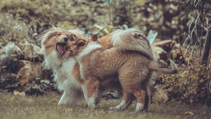 2 rough Collies britisch und amerikanisch sable Welpe und Junghund spielen zusammen Var. 15