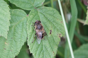 Common Dronefly (Eristalis tenax), a species of hoverfly