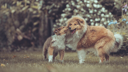 2 rough Collies britisch und amerikanisch sable Welpe und Junghund spielen zusammen Var. 13