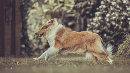 Portrait rough Collie Welpe Langhaar schottisch Junghund Var. 12