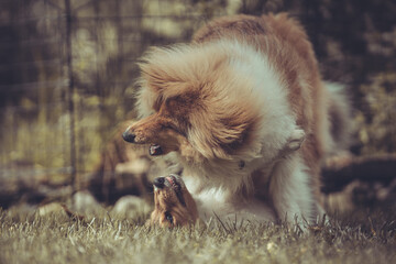 Fototapeta premium 2 rough Collies britisch und amerikanisch sable Welpe und Junghund spielen zusammen Var. 9